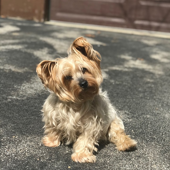 Meet your Posher, Elizabeth - Picture 6 of 15